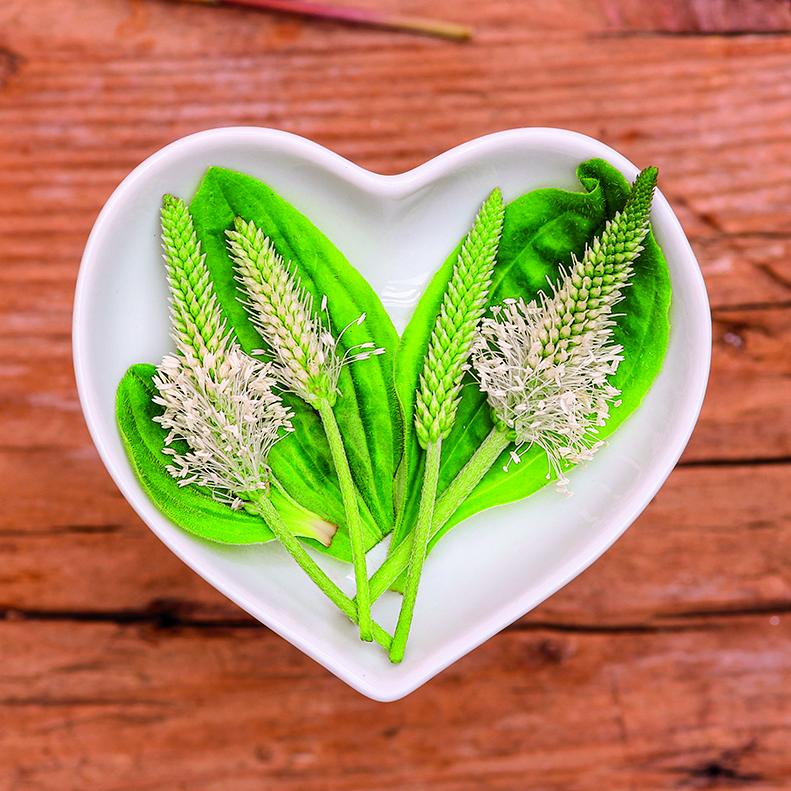 shutterstock_476795098