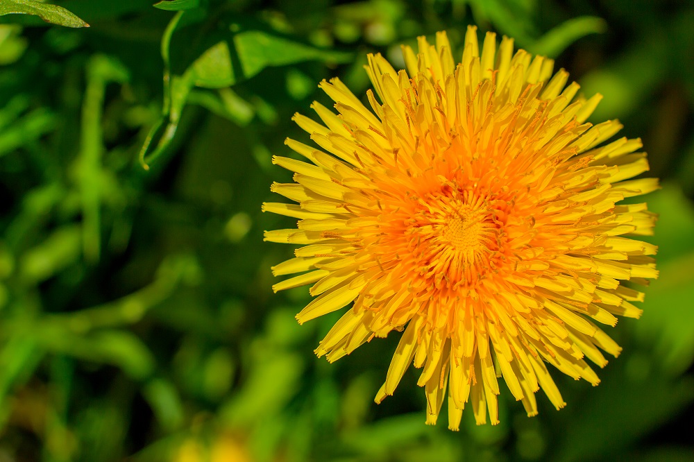 shutterstock_622659050