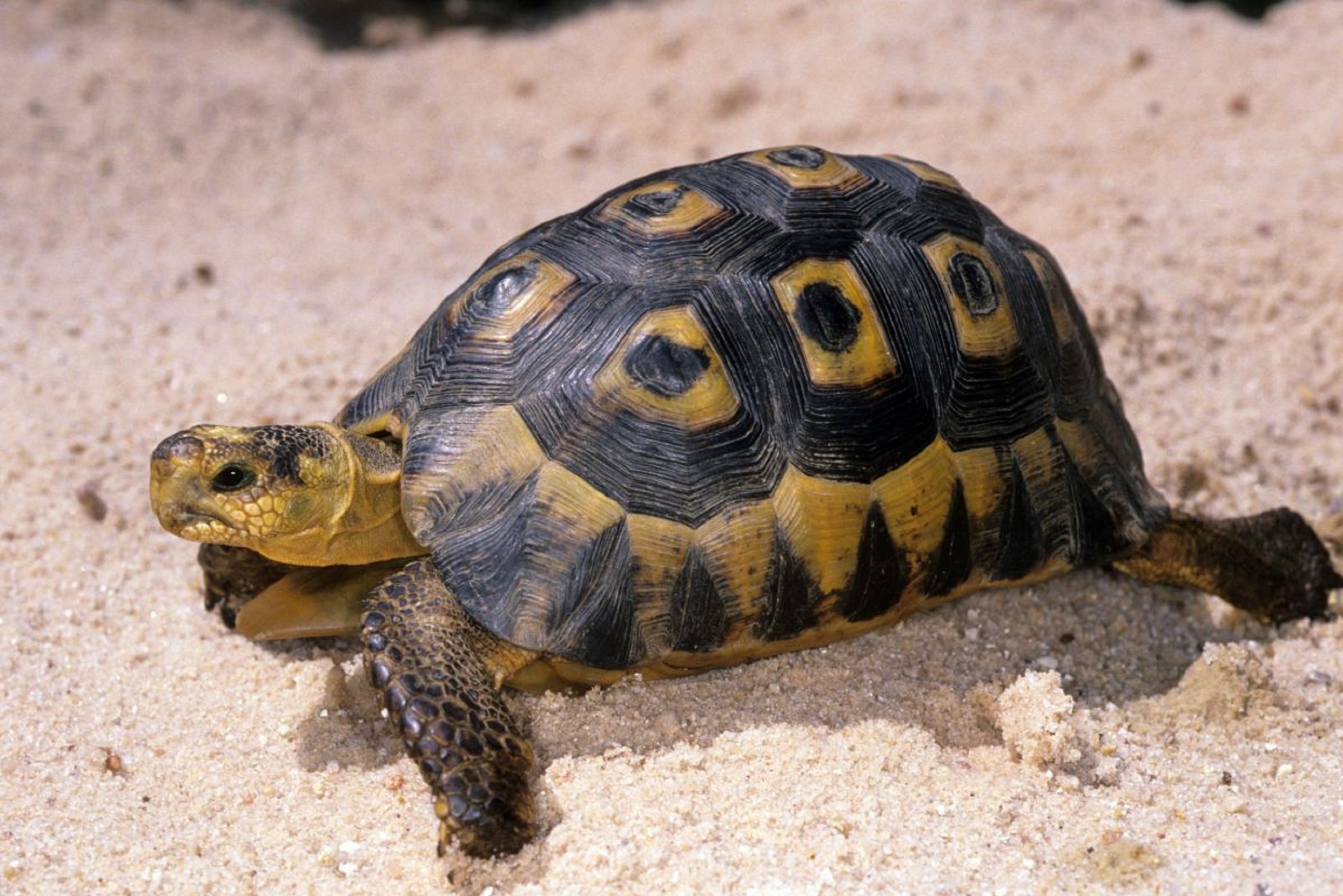 Черепашка картинка. Кумберлендская черепаха. Пресмыкающиеся черепахи. Какуана черепаха. Рептилии черепаха сухопутная.