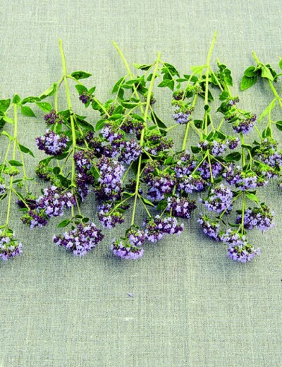 Bylinky na grilování