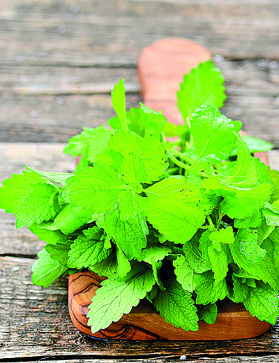 Meduňka jasně vede!