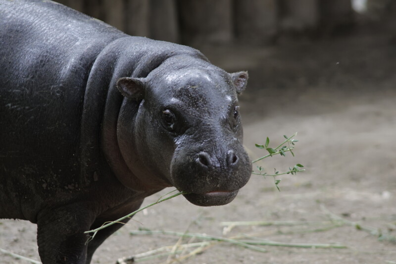 Zoo Jihlava – Výprava mezi zvířecí hvězdy