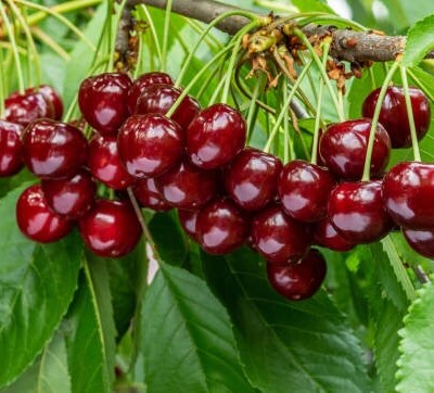 Jak vybrat ideální odrůdy třešní a višní?