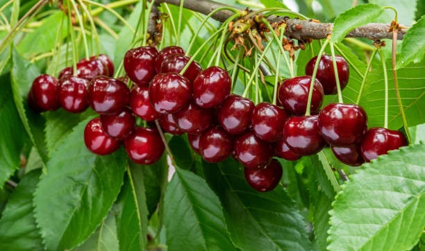 Jak vybrat ideální odrůdy třešní a višní?