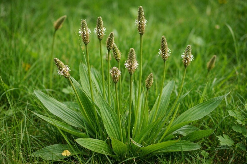Jitrocel: zelený obvaz i sirup na průdušky
